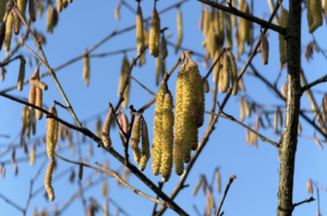 Winterbloei hazelnotenstruik tuinontwerp